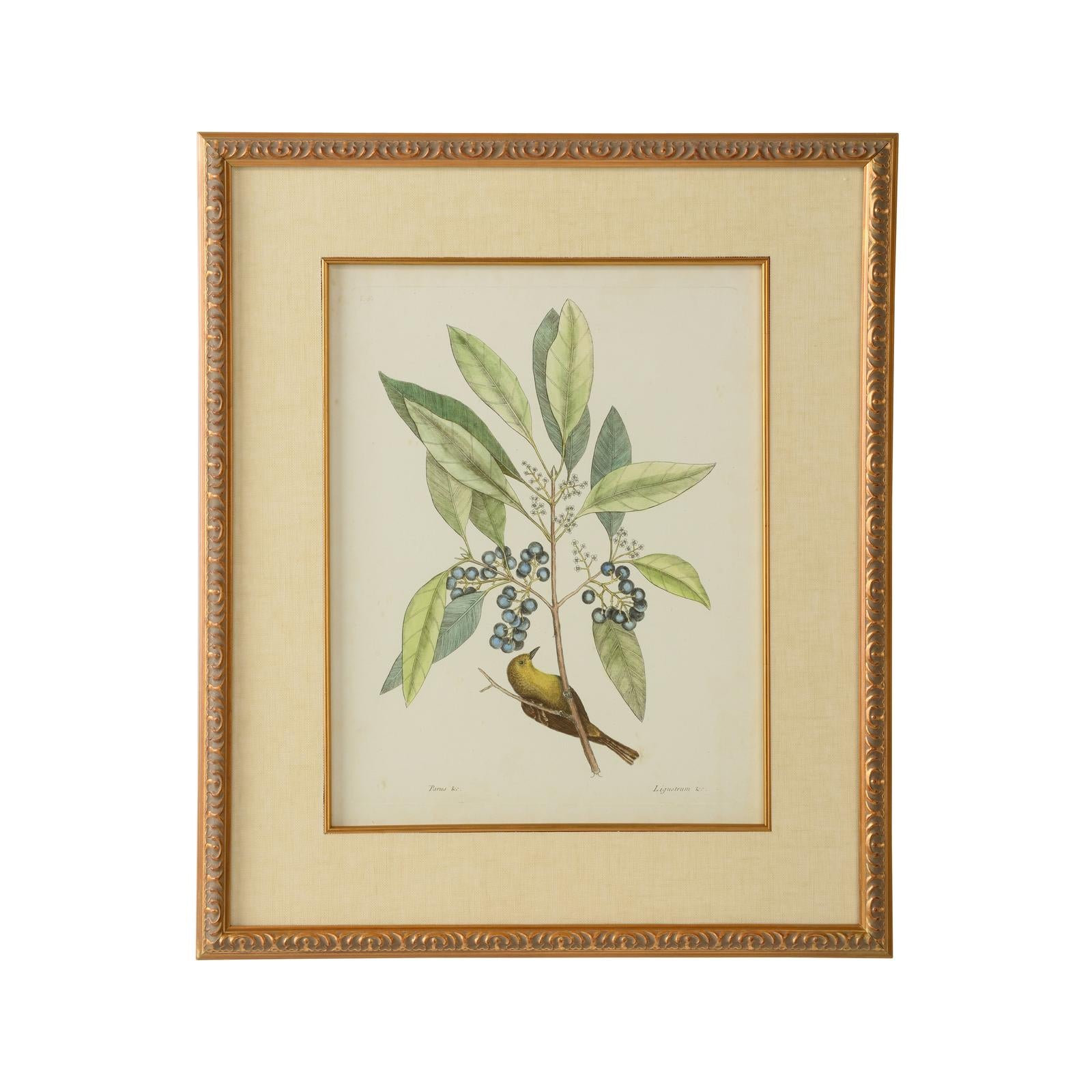 Chelsea House Catesby Bird & Botanical Frame