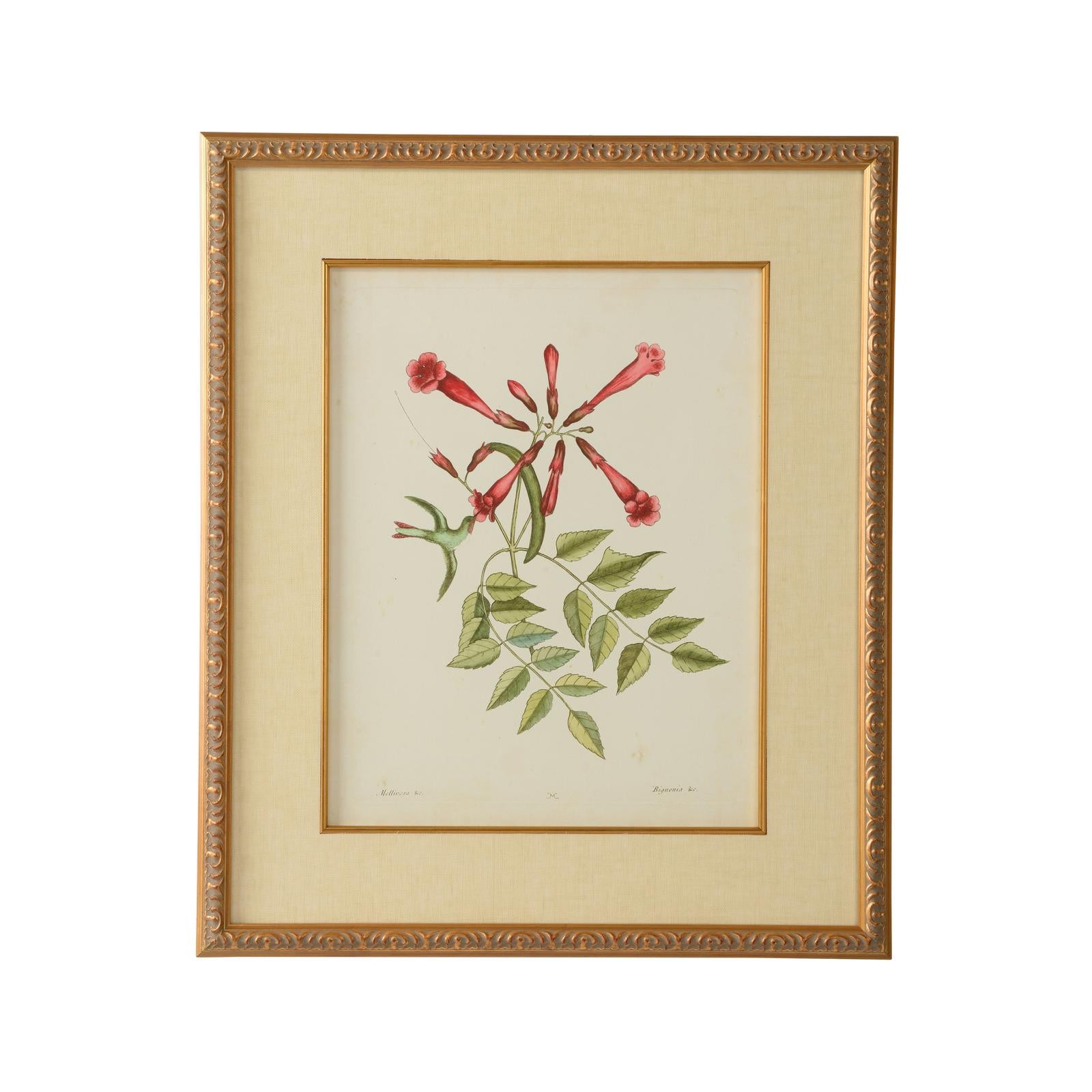 Chelsea House Catesby Bird & Botanical Frame