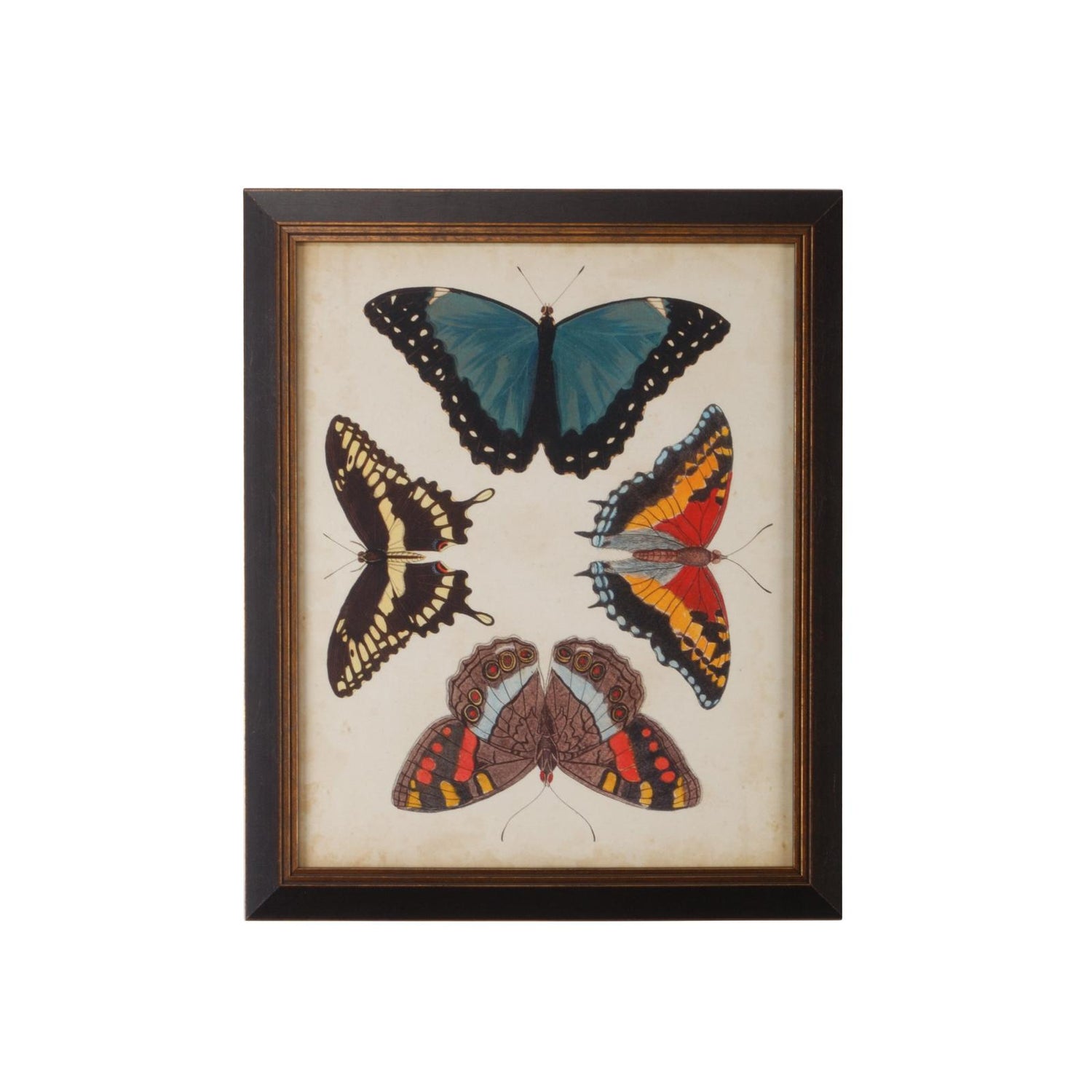 Chelsea House Display of Butterflies Frame