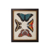 Chelsea House Display of Butterflies Frame