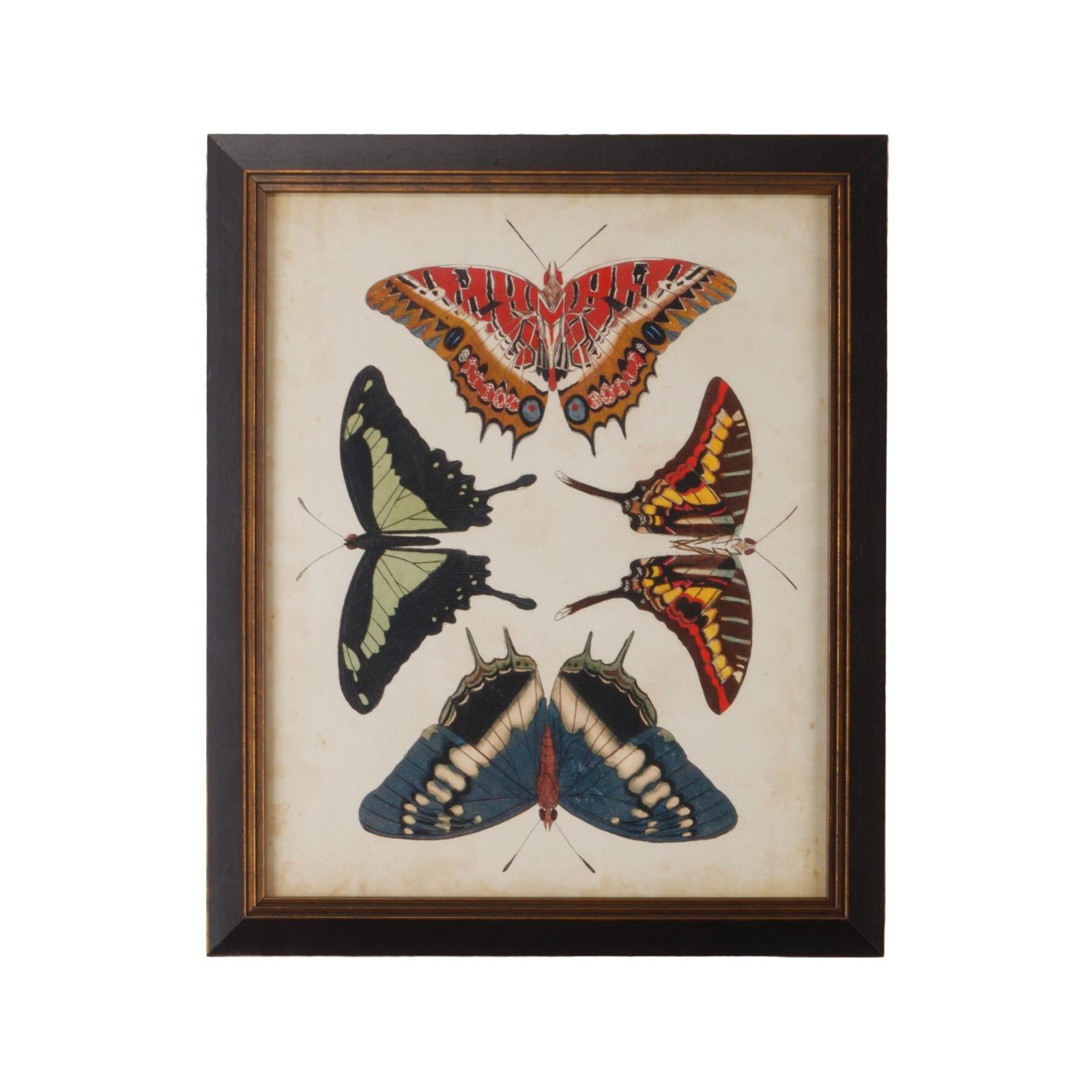 Chelsea House Display of Butterflies Frame