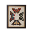 Chelsea House Display of Butterflies Frame