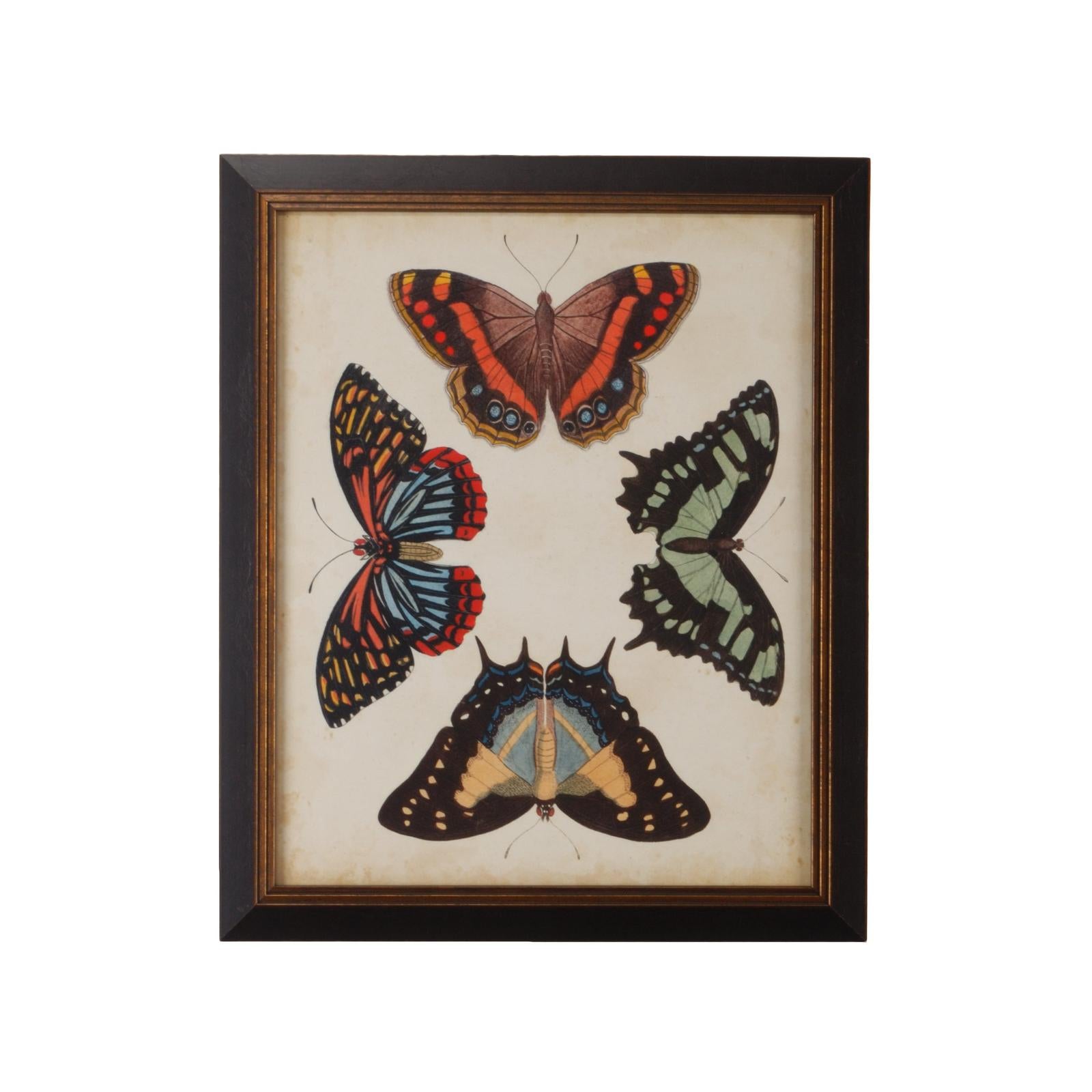 Chelsea House Display of Butterflies Frame