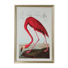 Chelsea House American Flamingo Frame
