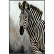 Classic Home Zebra Painting 48x72 by Buddy Whitlock