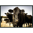 Classic Home Cow Photography 48x72