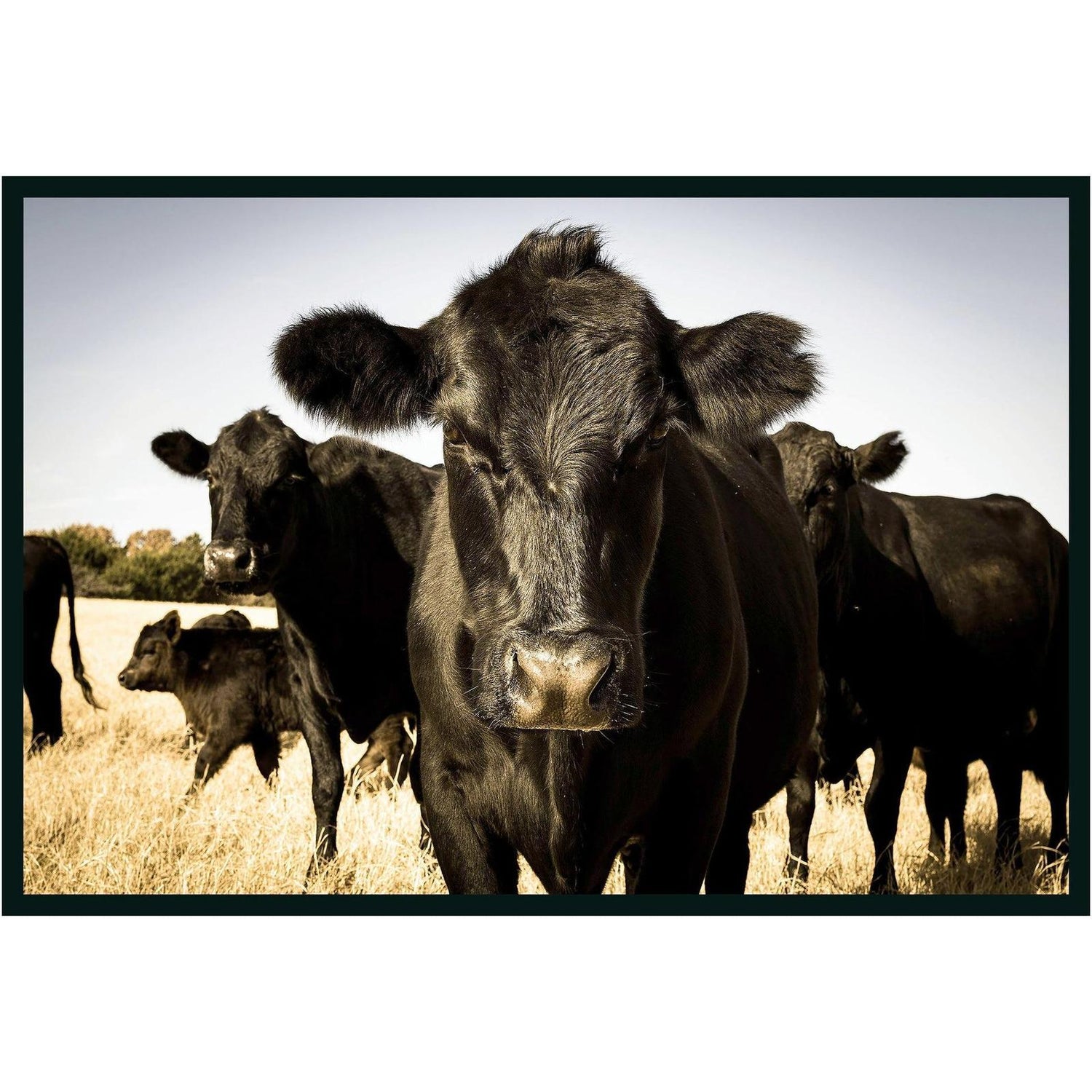 Classic Home Cow Photography 48x72