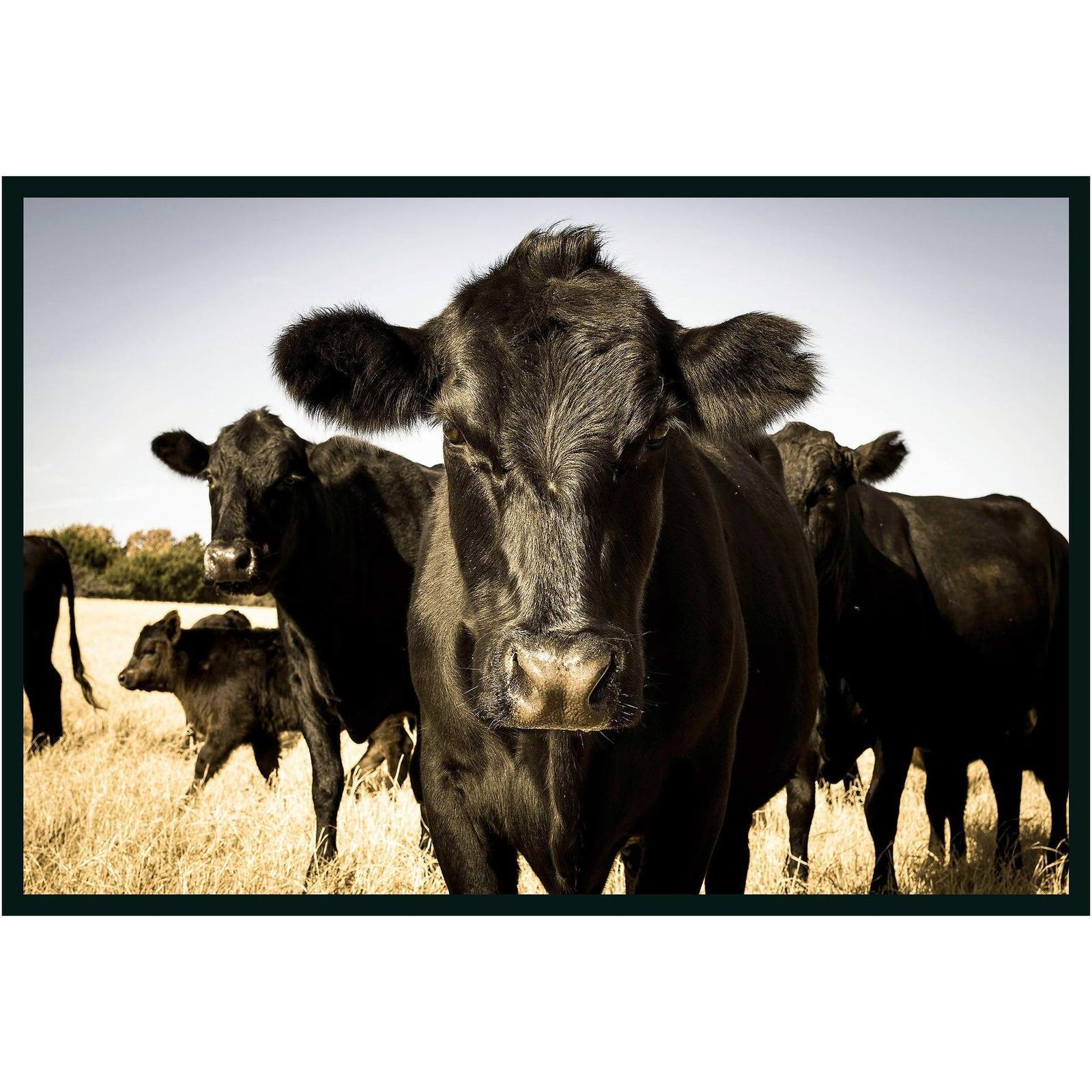 Classic Home Cow Photography 48x72