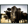 Classic Home Cow Photography 48x72