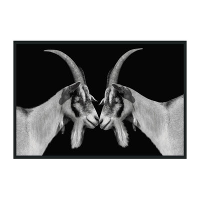 Classic Home Goat Photography 48x72