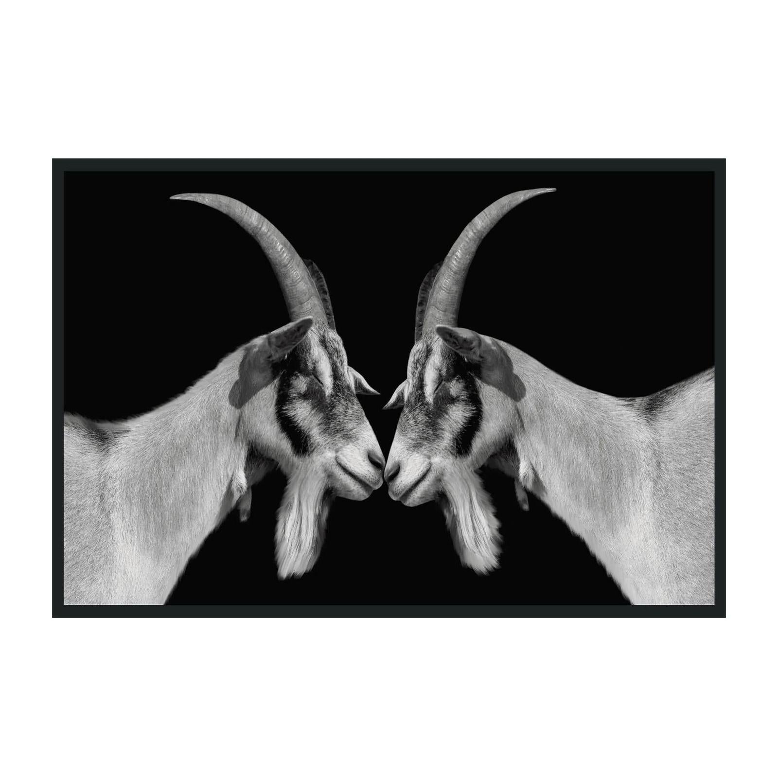 Classic Home Goat Photography 48x72