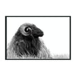 Classic Home Horn Photography 48x72