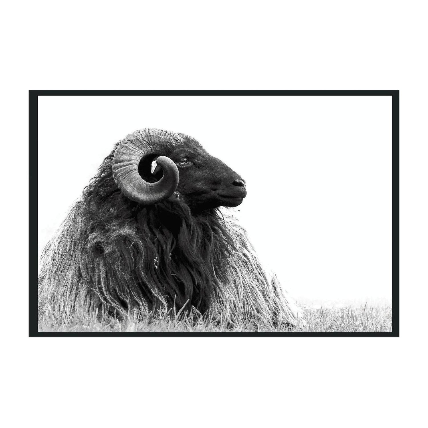 Classic Home Horn Photography 48x72