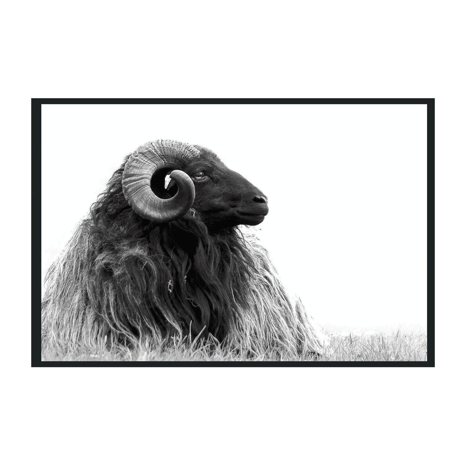 Classic Home Horn Photography 48x72