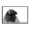 Classic Home Horn Photography 48x72