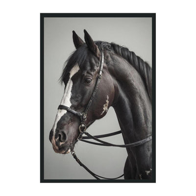 Classic Home Horse Photography 48x72