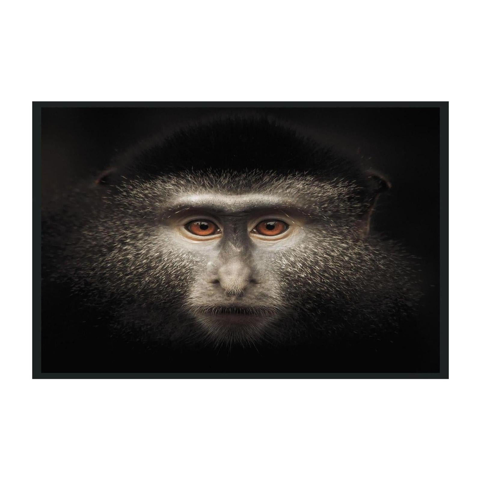 Classic Home Monkey Photography 48x72