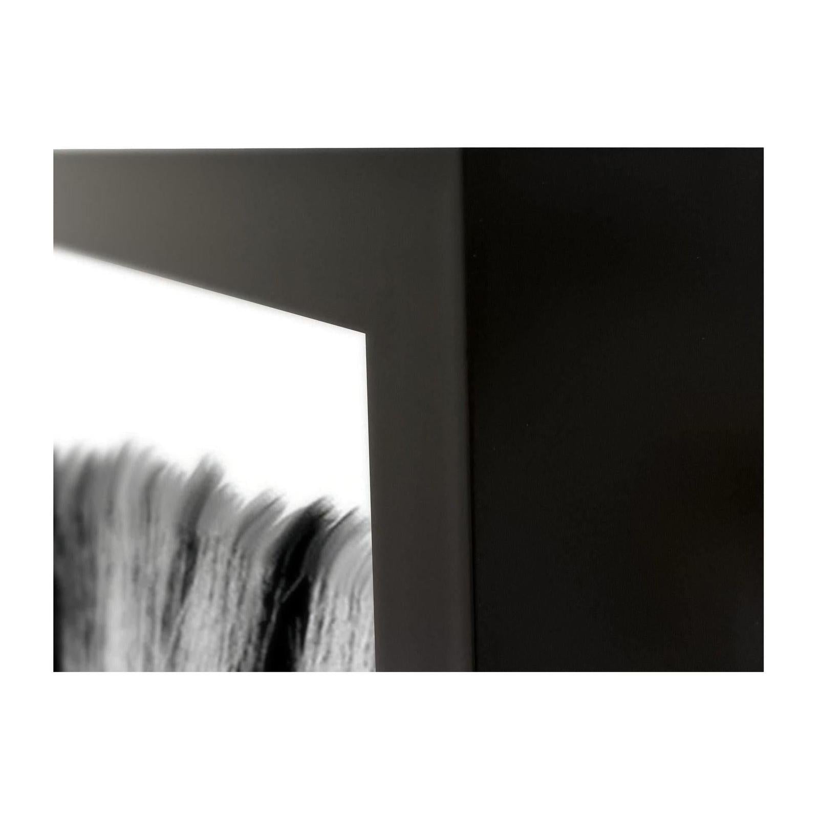 Classic Home Zebras Photography 48x72