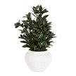 Uttermost Ele Olive Centerpiece