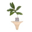 Chelsea House Baytree Wicker Bracket