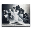 Jonathan Charles Silver Conch Artwork