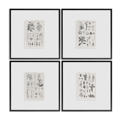 Jonathan Charles Botanica: The Art of Knowledge - Set of 4
