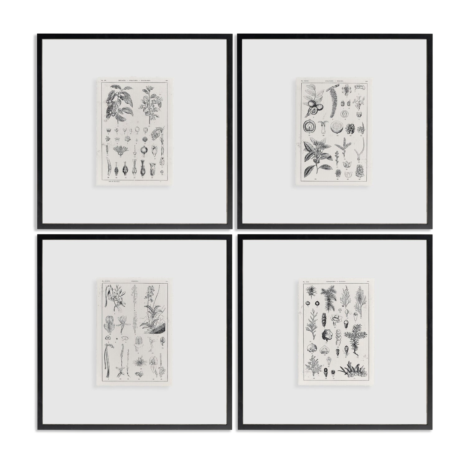 Jonathan Charles Botanica: The Art of Knowledge - Set of 4