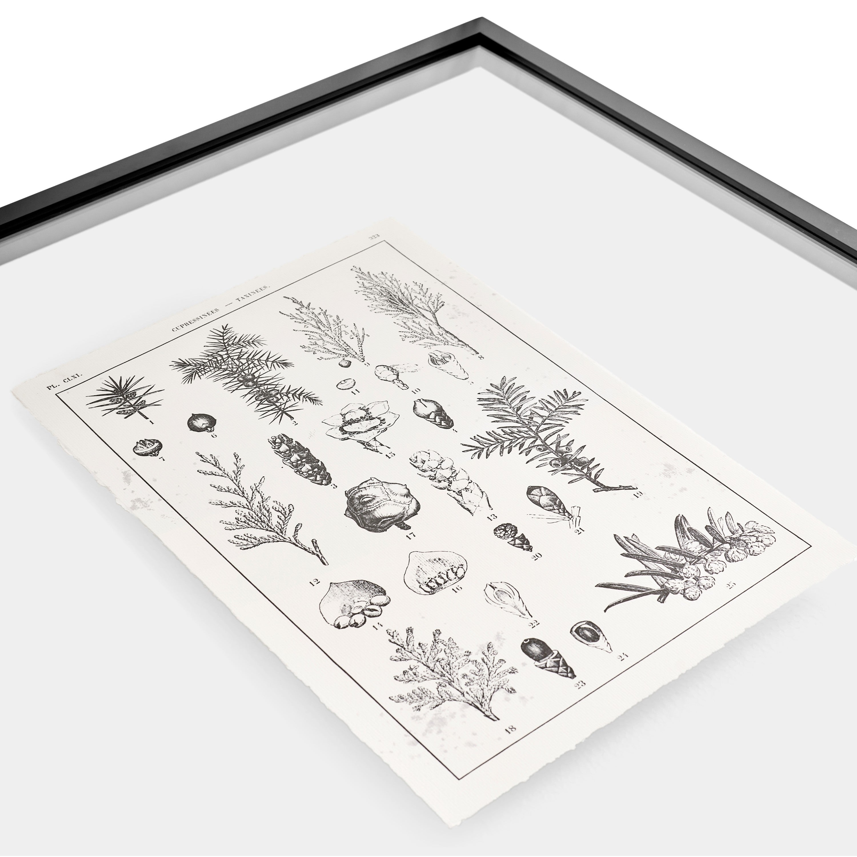 Jonathan Charles Botanica: The Art of Knowledge - Set of 4