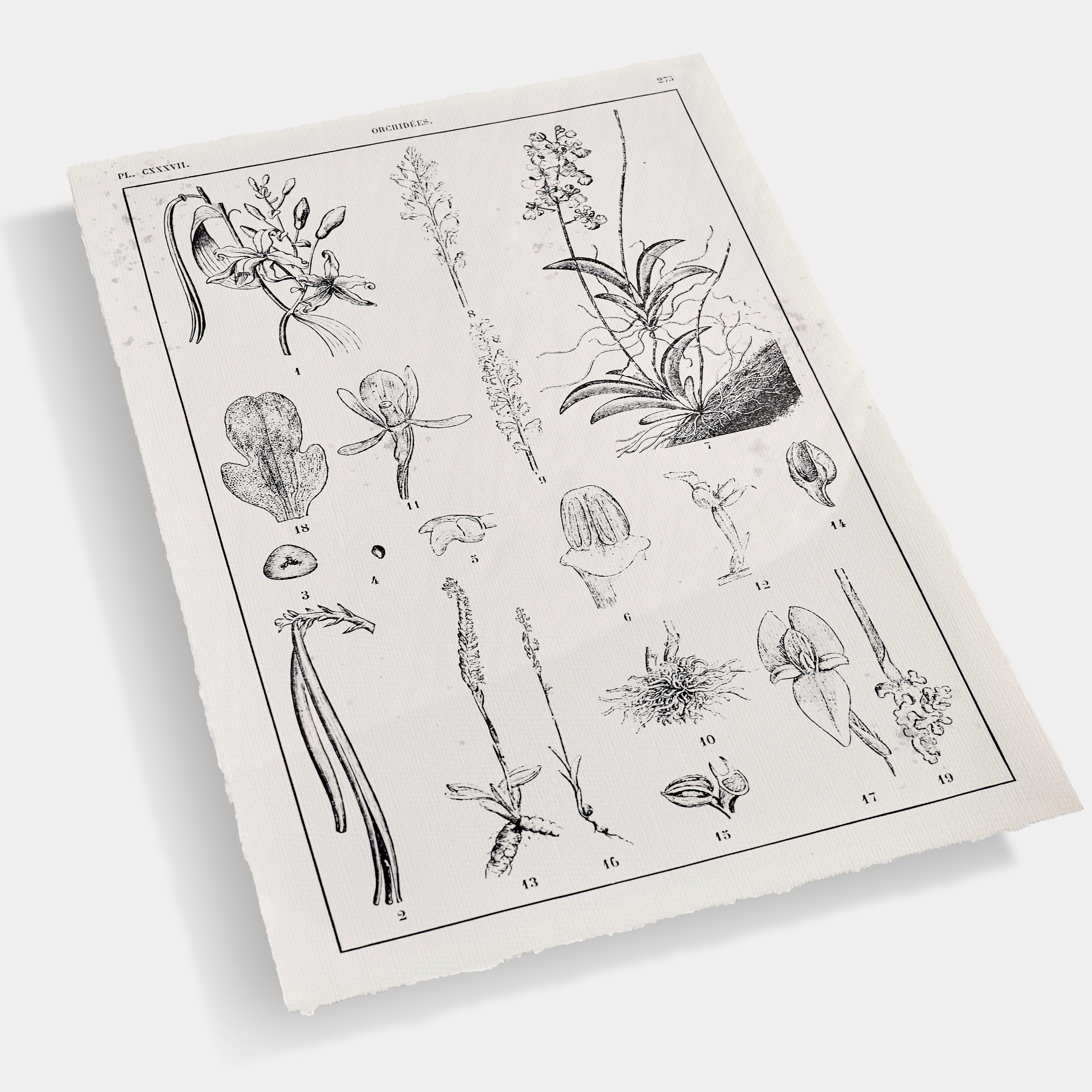 Jonathan Charles Botanica: The Art of Knowledge - Set of 4