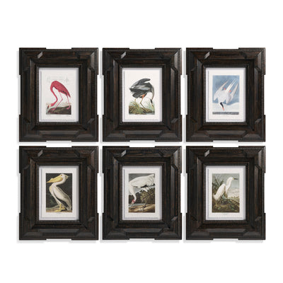 Jonathan Charles Audubon Birds - Set of 6