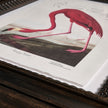 Jonathan Charles Audubon Birds - Set of 6