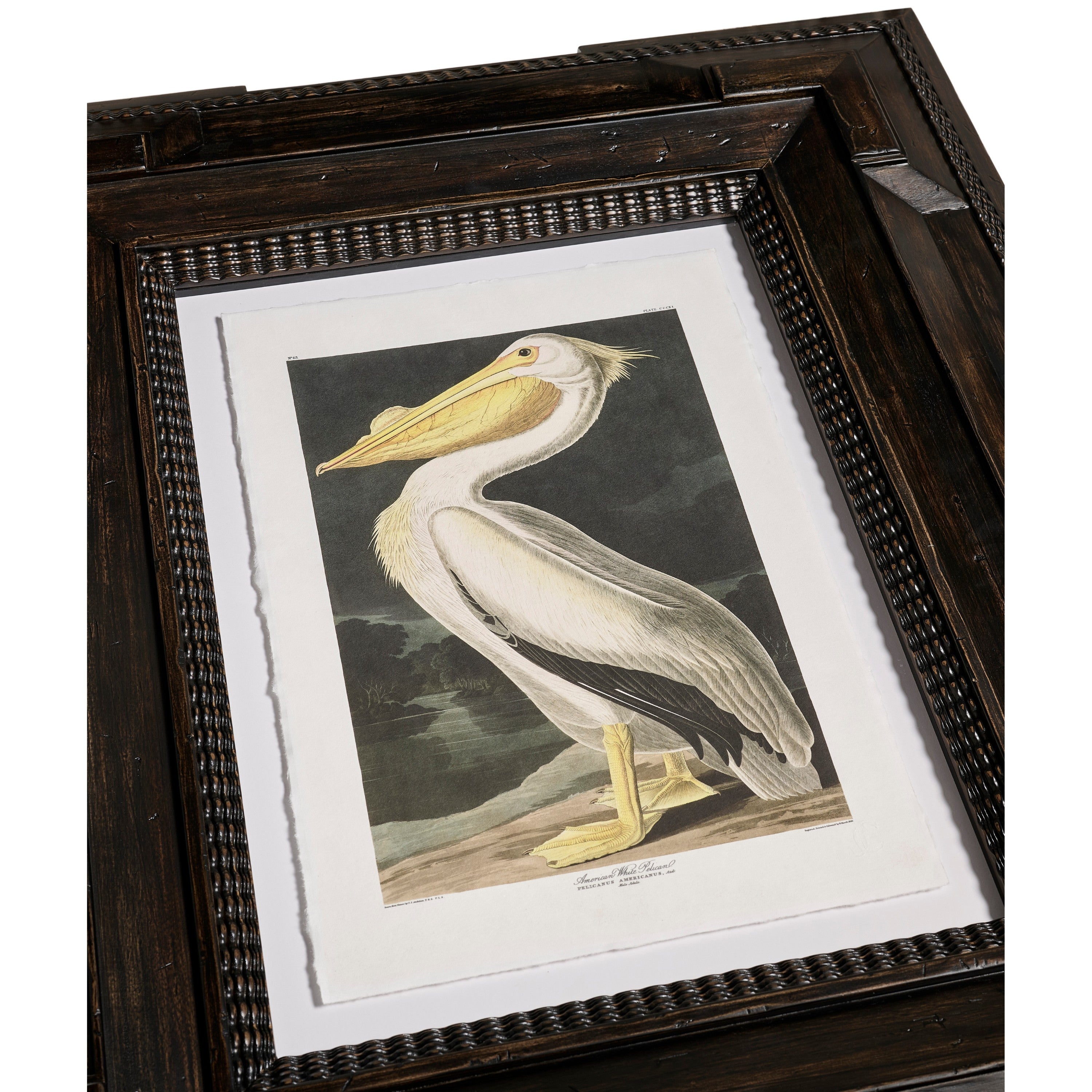 Jonathan Charles Audubon Birds - Set of 6
