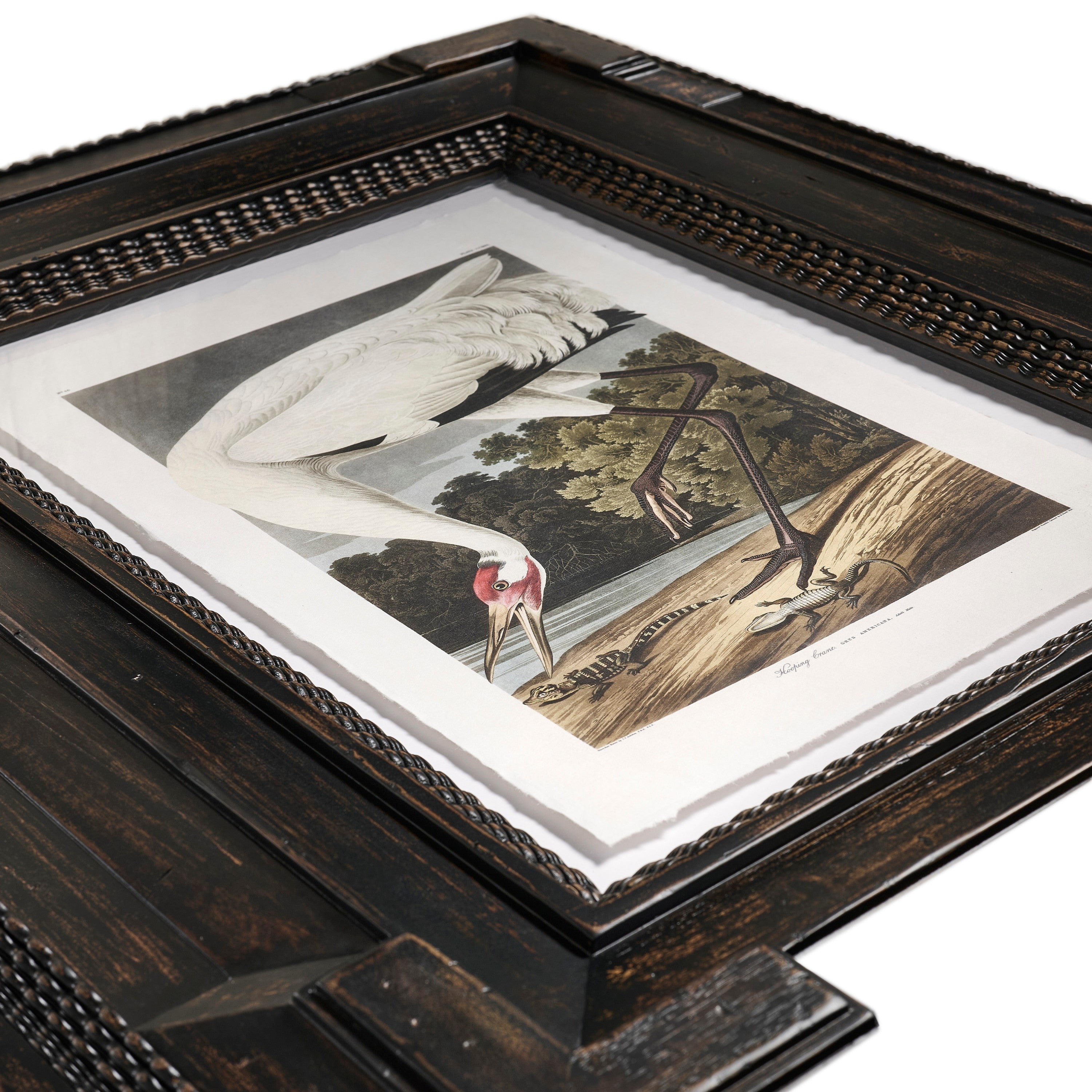 Jonathan Charles Audubon Birds - Set of 6