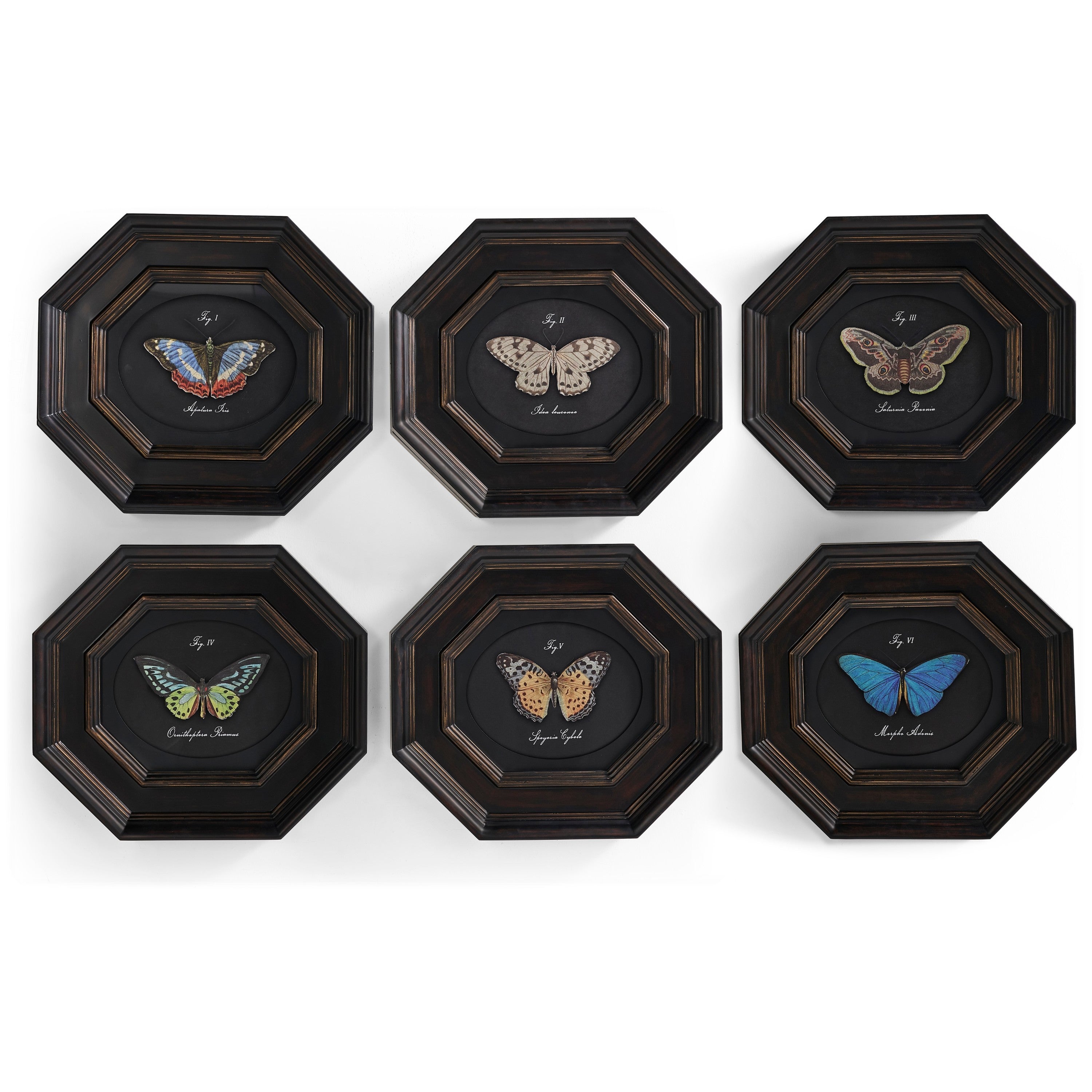 Jonathan Charles Wings of Discovery - Set of 6