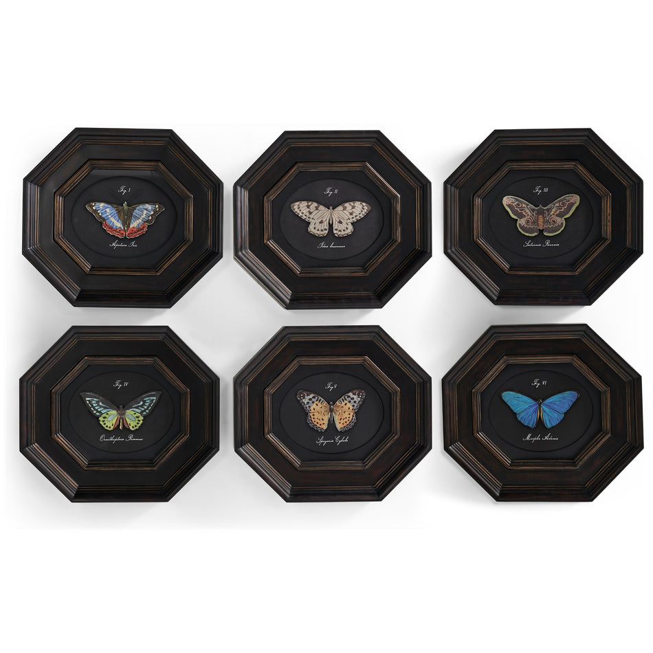 Jonathan Charles Wings of Discovery - Set of 6