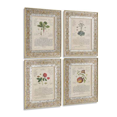 Jonathan Charles Herbal of Enlightenment - Set of 4