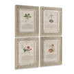 Jonathan Charles Herbal of Enlightenment - Set of 4