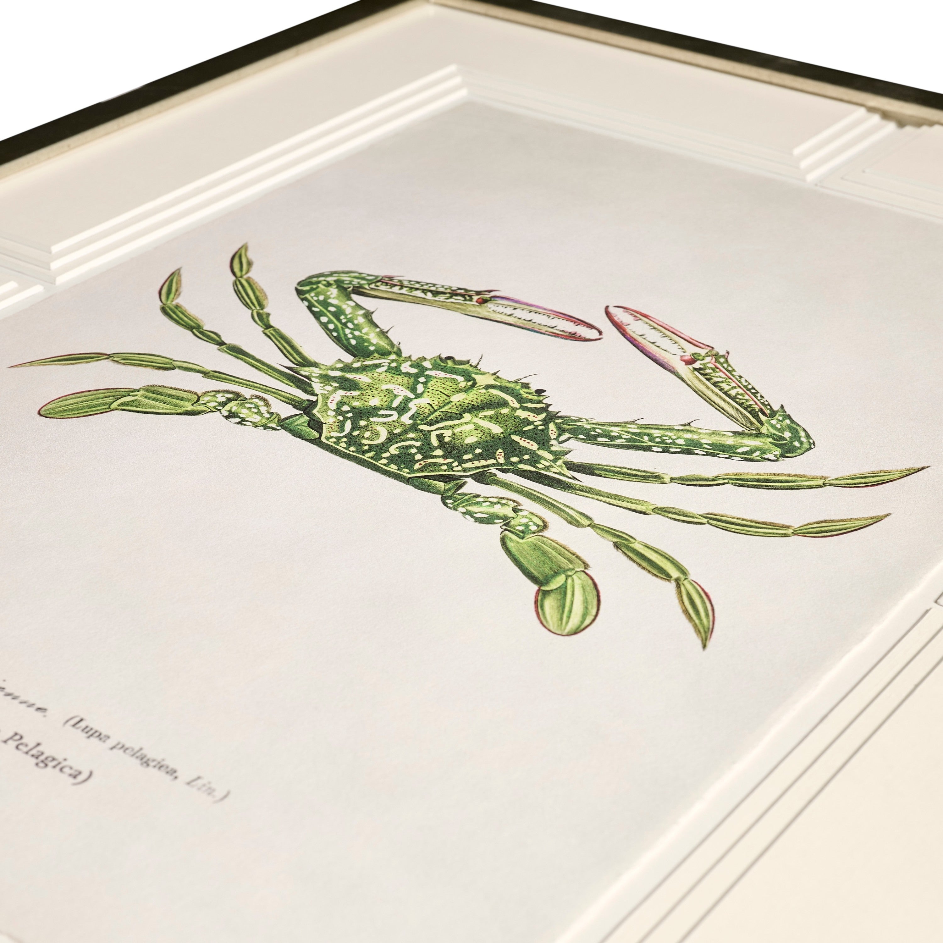 Jonathan Charles Vintage Marine Animals - Set of 4