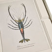 Jonathan Charles Vintage Marine Animals - Set of 4