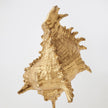 Global Views Gold Leaf Shells on Marble Miter
