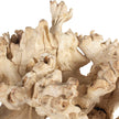 Uttermost Elemental Root Outdoor Sculptures - Set of 2