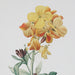 Uttermost Classic Botanicals Framed Prints - Set of 6