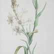Uttermost Heirloom Blooms Study Framed Prints - Set of 4