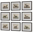 Uttermost Equine Dynasty Framed Prints - Set of 9