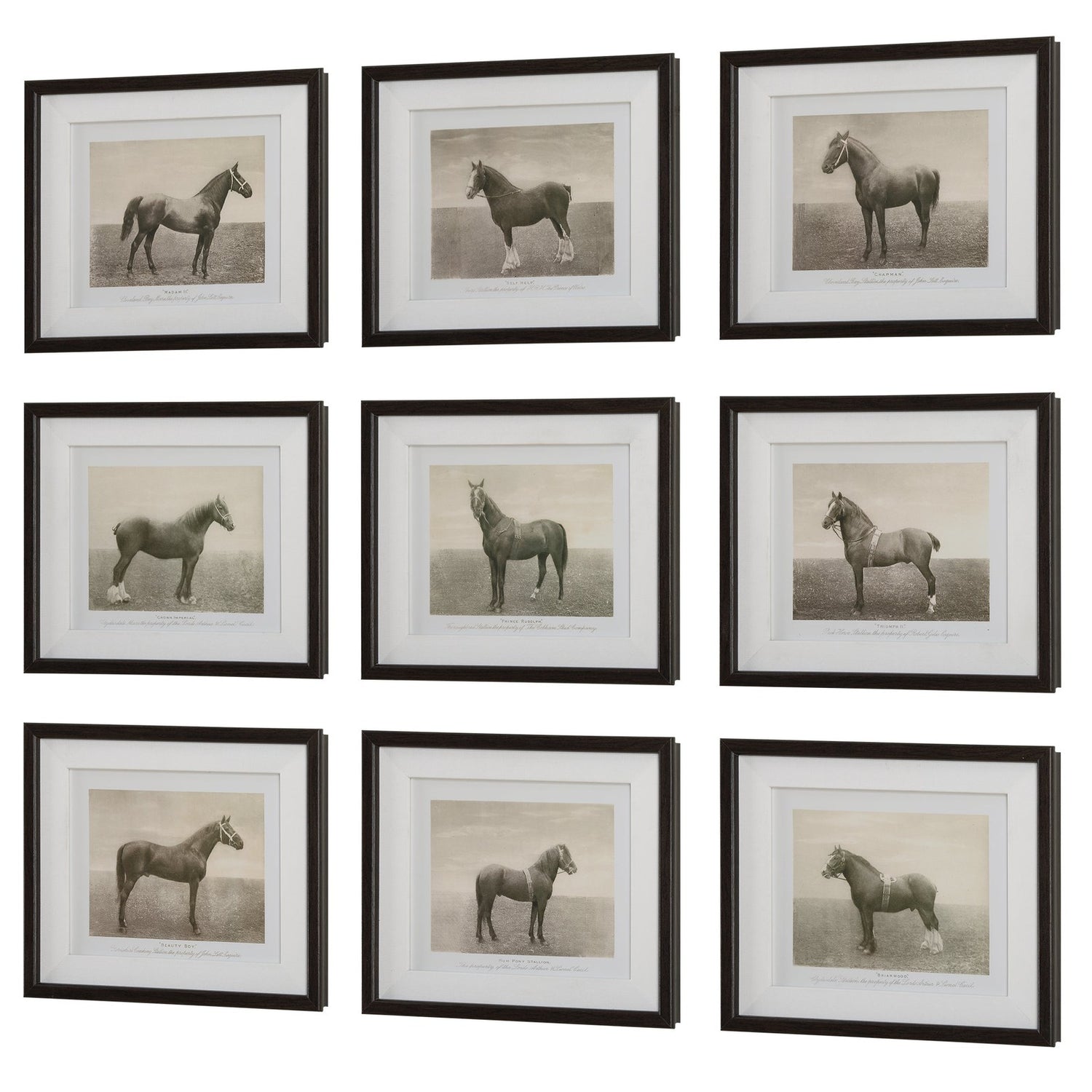 Uttermost Equine Dynasty Framed Prints - Set of 9