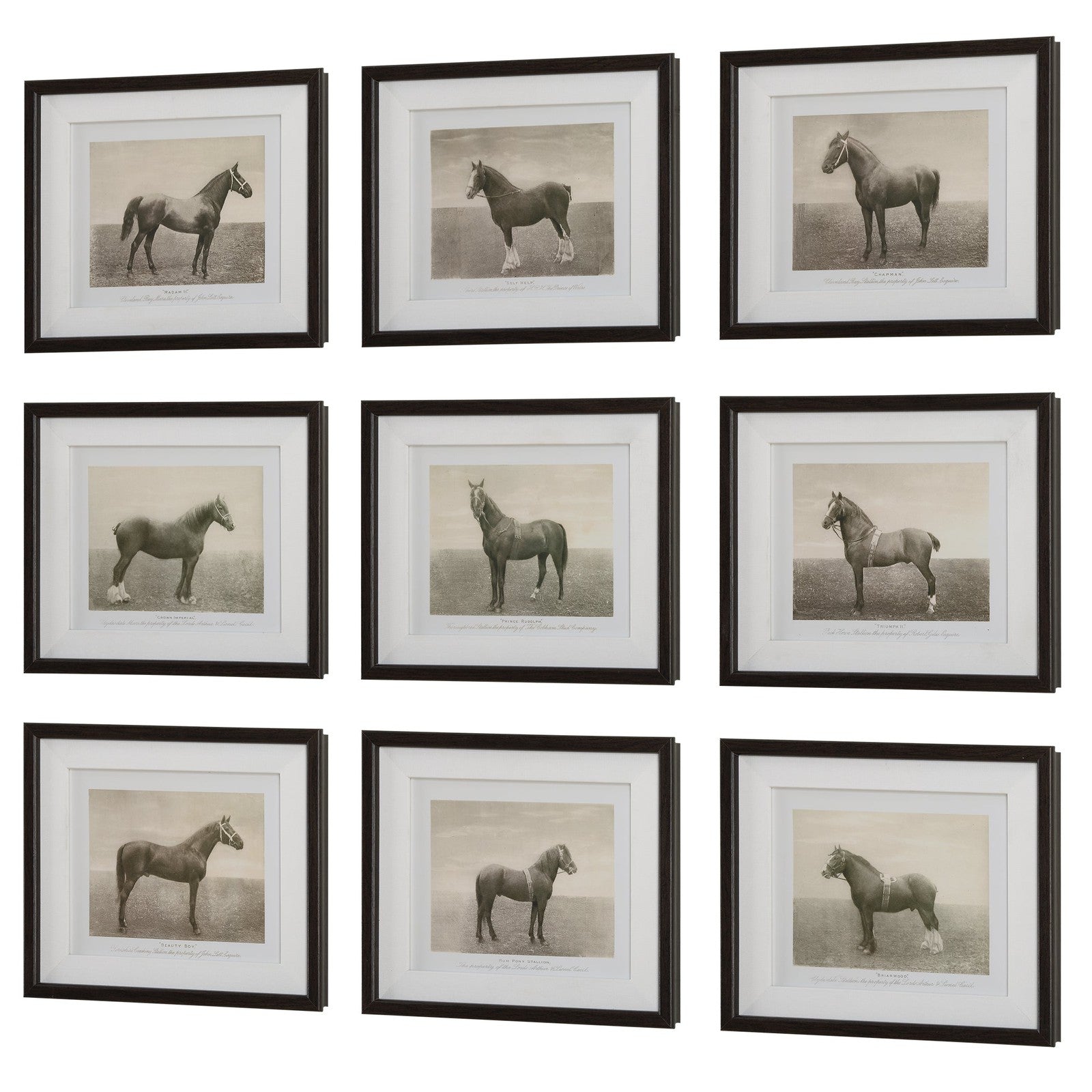Uttermost Equine Dynasty Framed Prints - Set of 9