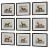 Uttermost Equine Dynasty Framed Prints - Set of 9