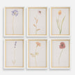 Uttermost Wild Flourish Framed Floral Prints - Set of 6