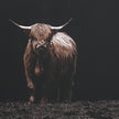 Uttermost King Of The Hill Framed Bovine Print