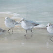 Uttermost Tranquil Shorebirds On The Sand Framed Print